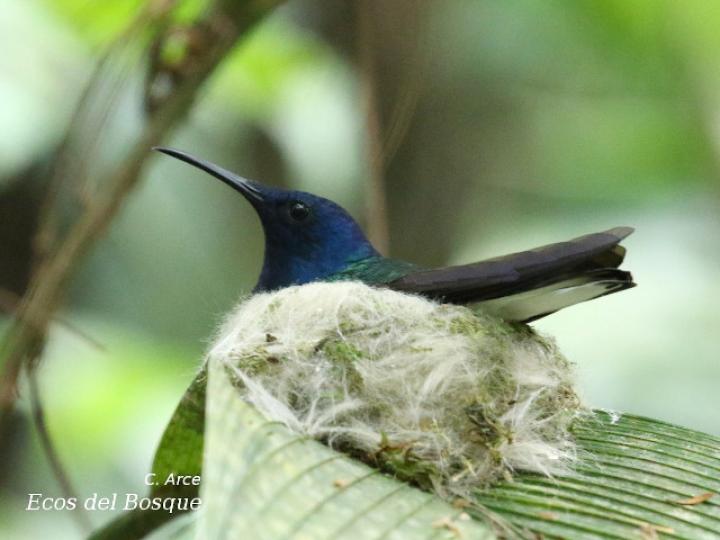Nido Florisuga mellivora (Jacobino nuquiblanco)
