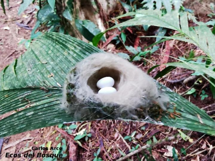 Nido Florisuga mellivora (Jacobino nuquiblanco)