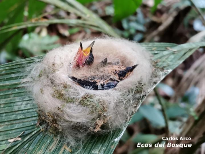 Polluelos Florisuga mellivora (Jacobino nuquiblanco)