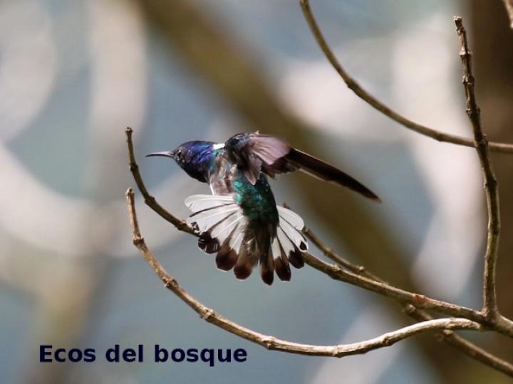 Florisuga mellivora (Jacobino nuquiblanco)