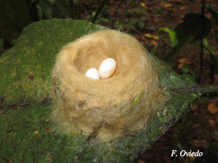 Nido Florisuga mellivora (Jacobino nuquiblanco)