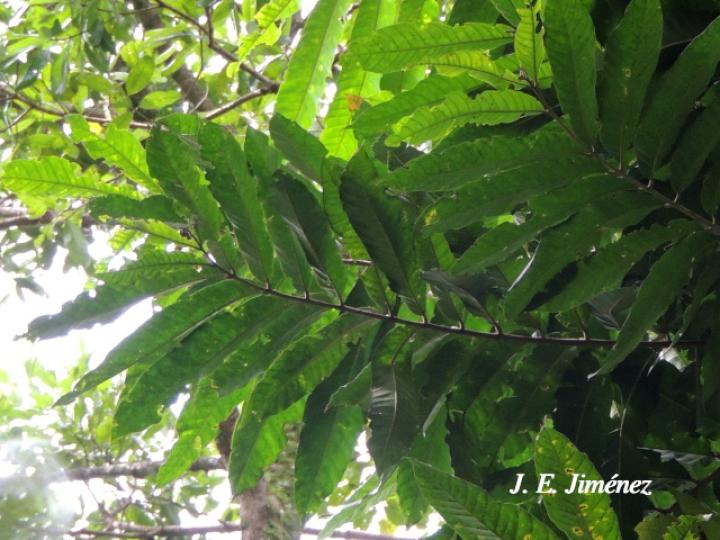 Guarea grandifolia (Cocora)