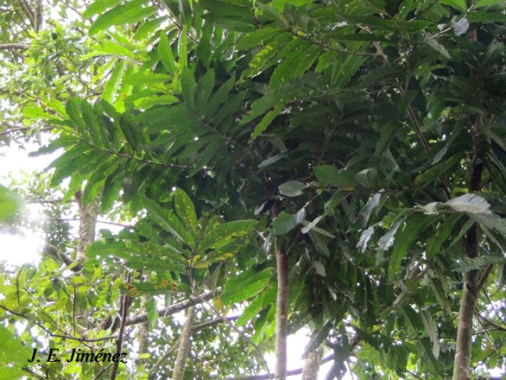 Guarea grandifolia (Cocora)