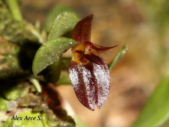 Lankesteriana barbulata