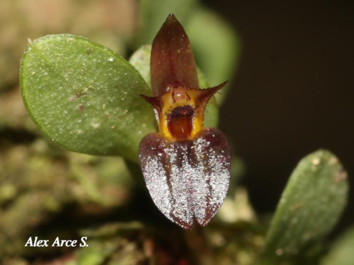 Lankesteriana barbulata