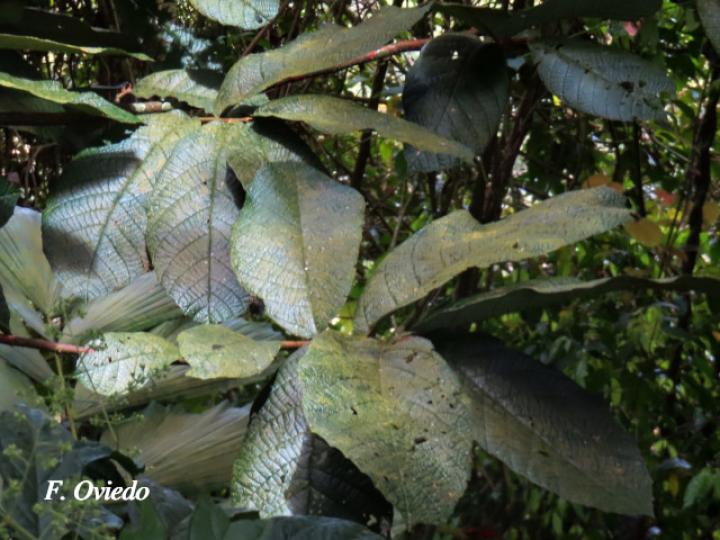 Theobroma simiarum (Teta negra, Cacao de mico)