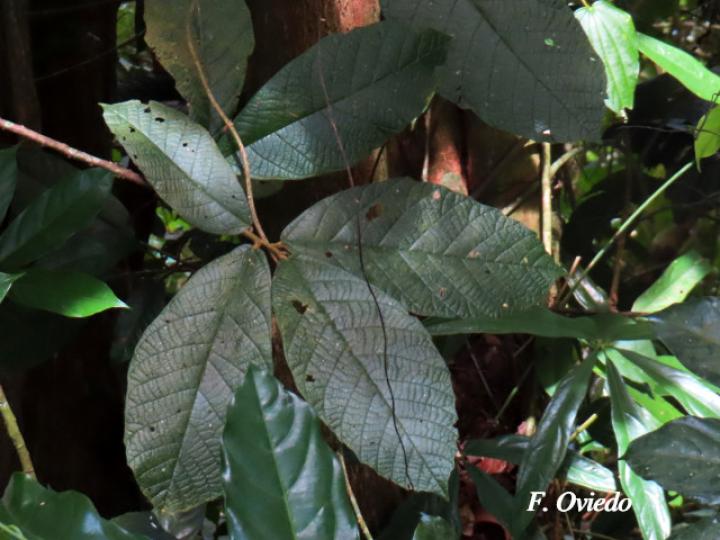 Theobroma simiarum (Teta negra, Cacao de mico)