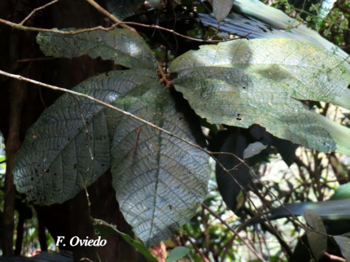 Theobroma simiarum (Teta negra, Cacao de mico)