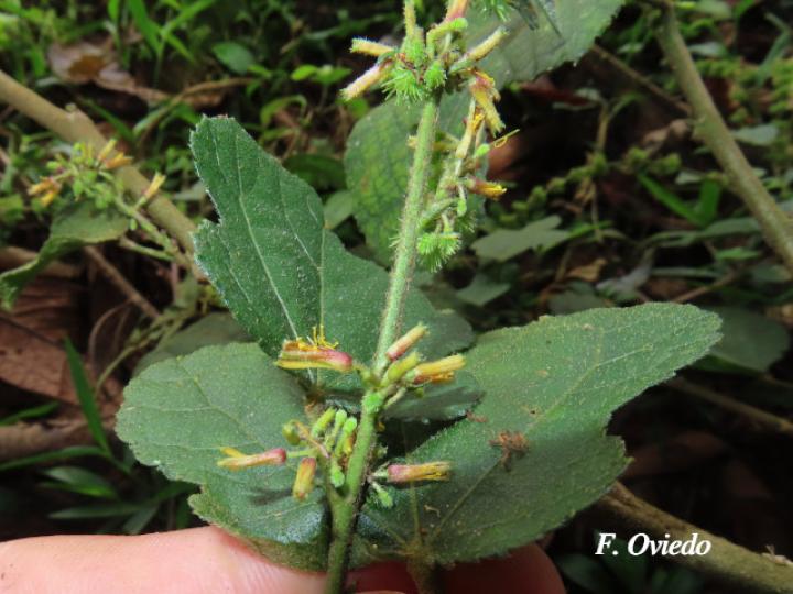 Triumfetta lappula (Mozote)