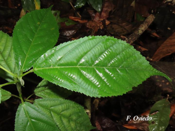 Apeiba membranacea (Peine de mico, Plantula)