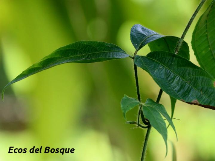 Dalechampia websteri