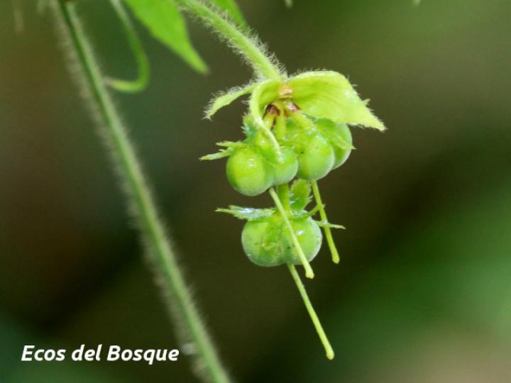 Dalechampia websteri