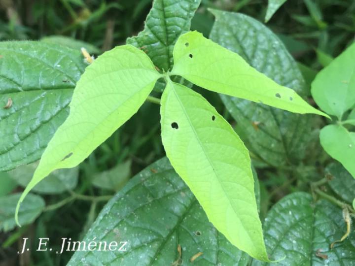 Dalechampia websteri