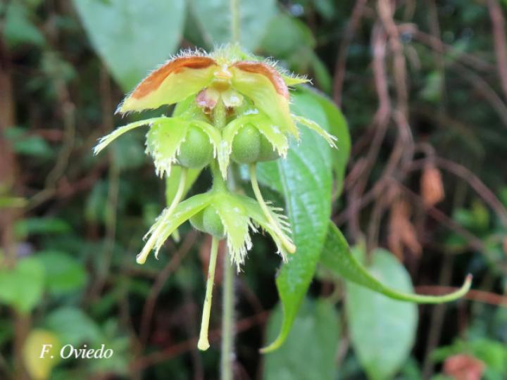 Dalechampia websteri