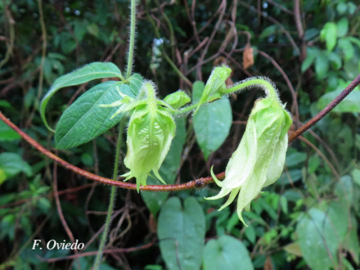 Dalechampia websteri