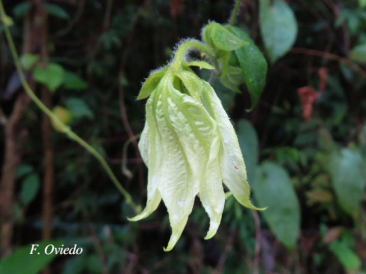 Dalechampia websteri