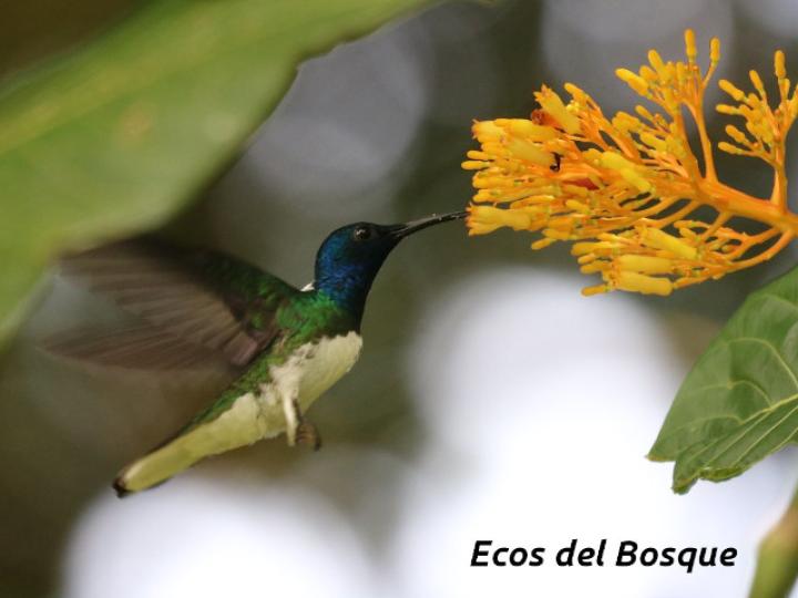 Jacobino en Palicourea guianensis (Cafecillo)