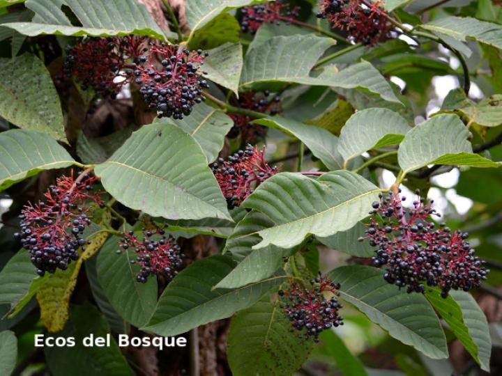 Palicourea guianensis (Cafecillo)