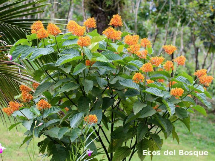 Palicourea guianensis (Cafecillo)