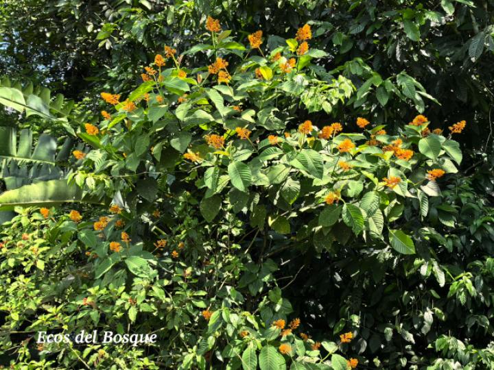 Palicourea guianensis (Cafecillo)