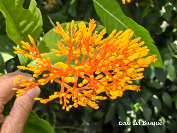 Palicourea guianensis (Cafecillo)