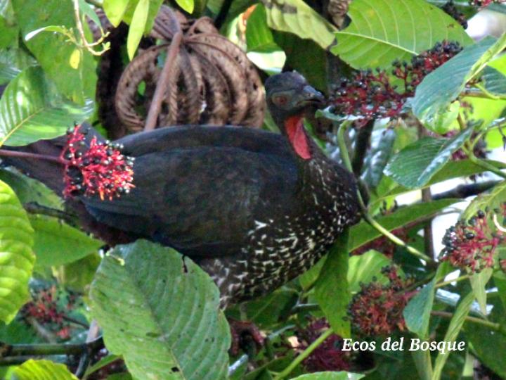 Pava en Palicourea guianensis (Cafecillo)