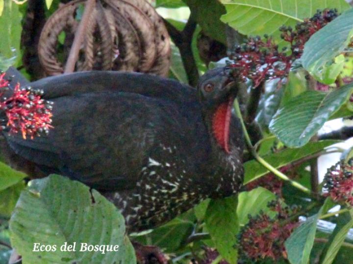 Pava en Palicourea guianensis (Cafecillo)