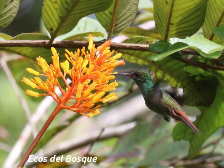 Colirufo en Palicourea guianensis (Cafecillo)