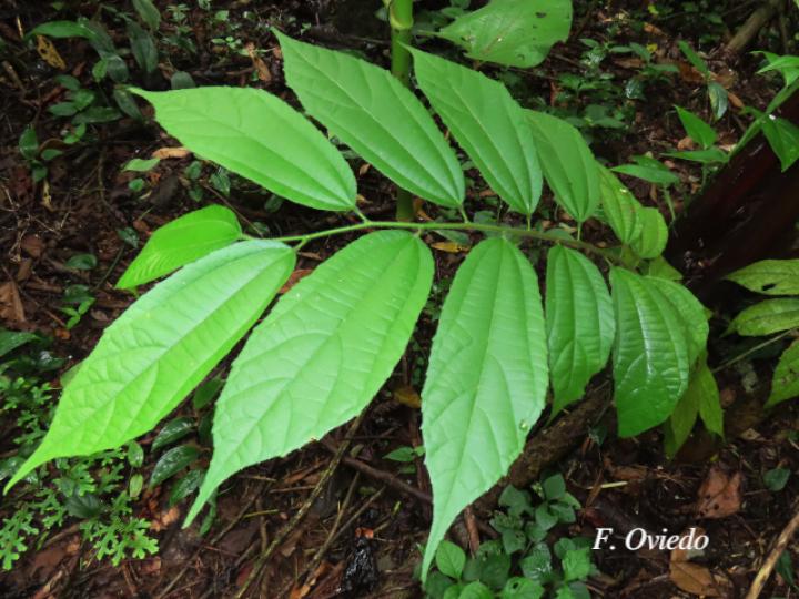 Trichospermum lessertianum (Capulín rojo)
