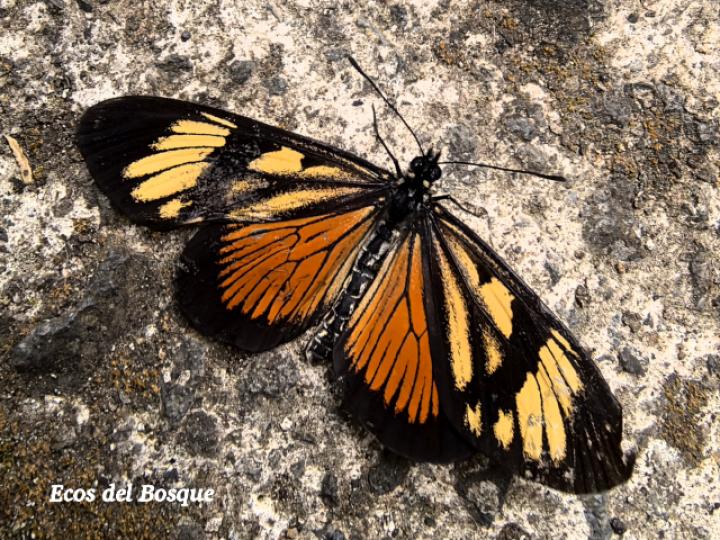 Actinote melampeplos