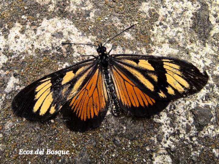 Actinote melampeplos