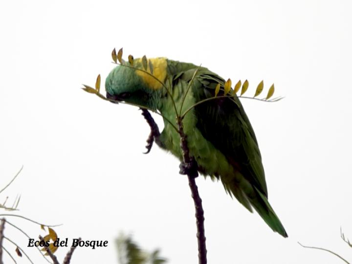 Amazona auropalliata (Lora nuca amarilla)