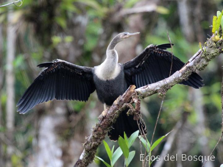 Anhinga anhinga (Pato aguja)