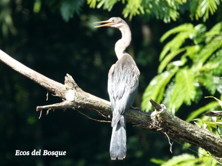 Anhinga anhinga (Pato aguja)