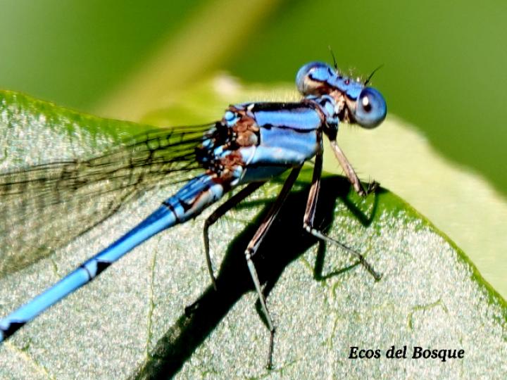 Argia anceps (Azulilla de arroyo celeste)