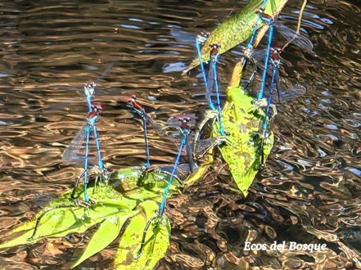 Argia cupraurea