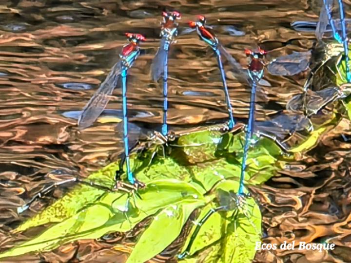 Argia cupraurea