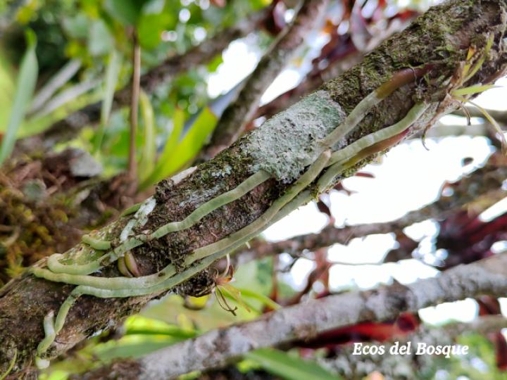 Campylocentrum fasciola