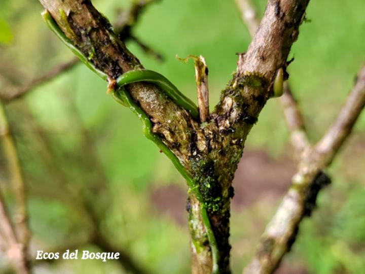 Campylocentrum fasciola