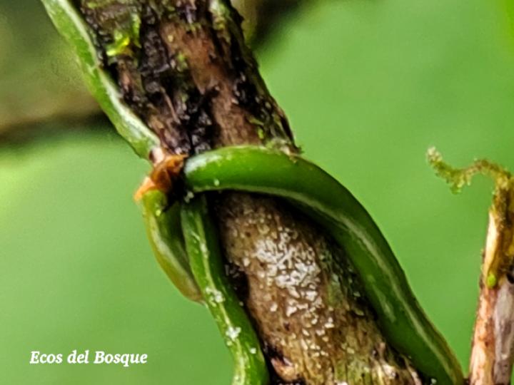 Campylocentrum fasciola