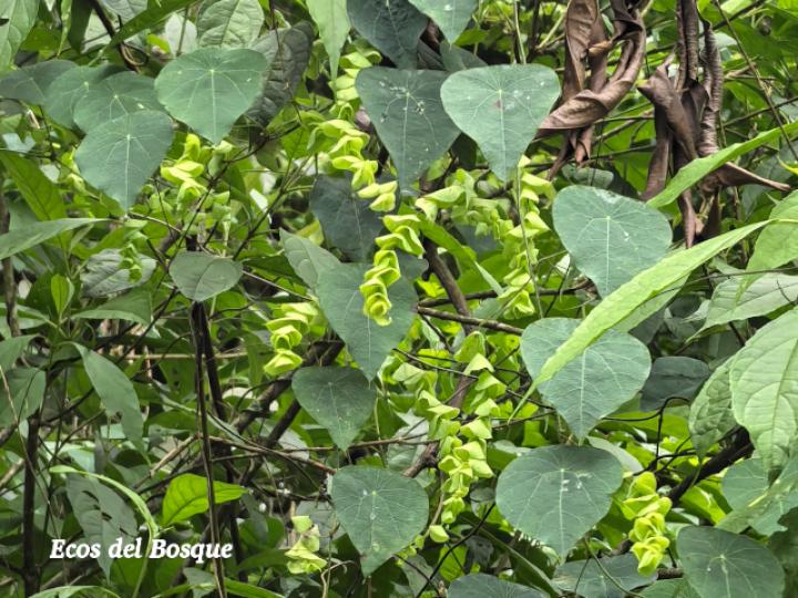 Cissampelos pareira (Venadero)