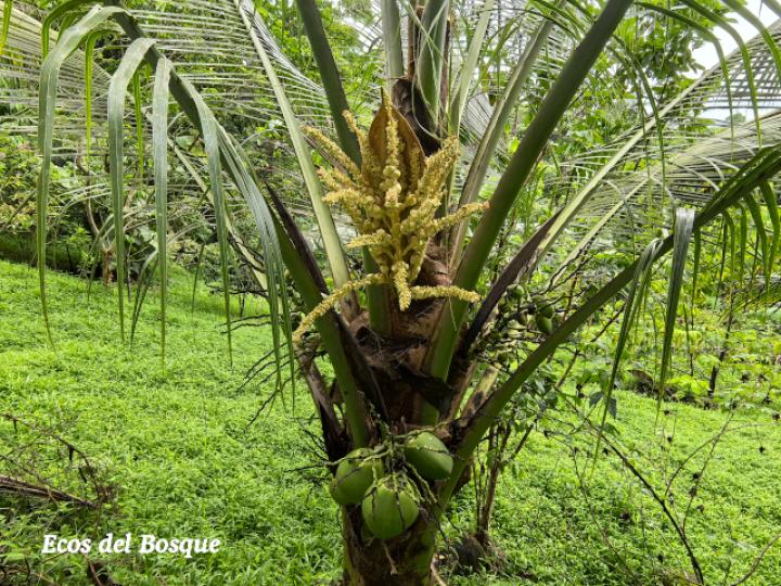 Cocos nucifera
