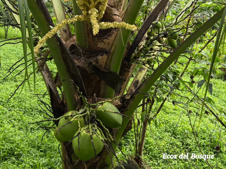 Cocos nucifera