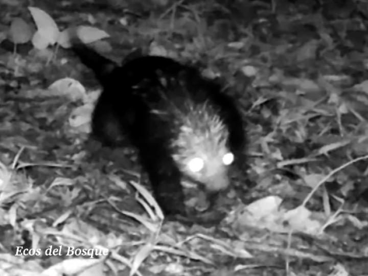 Puercoespín (Coendou mexicanus)