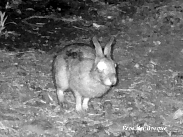 Sylvilagus gabbi (Conejo de monte)