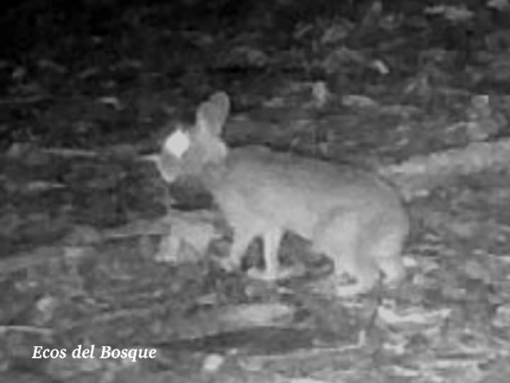 Sylvilagus gabbi (Conejo de monte)