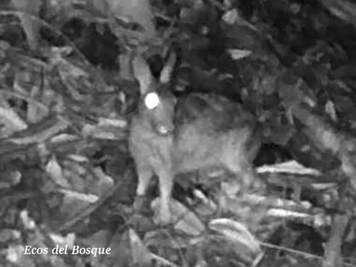 Sylvilagus gabbi (Conejo de monte)