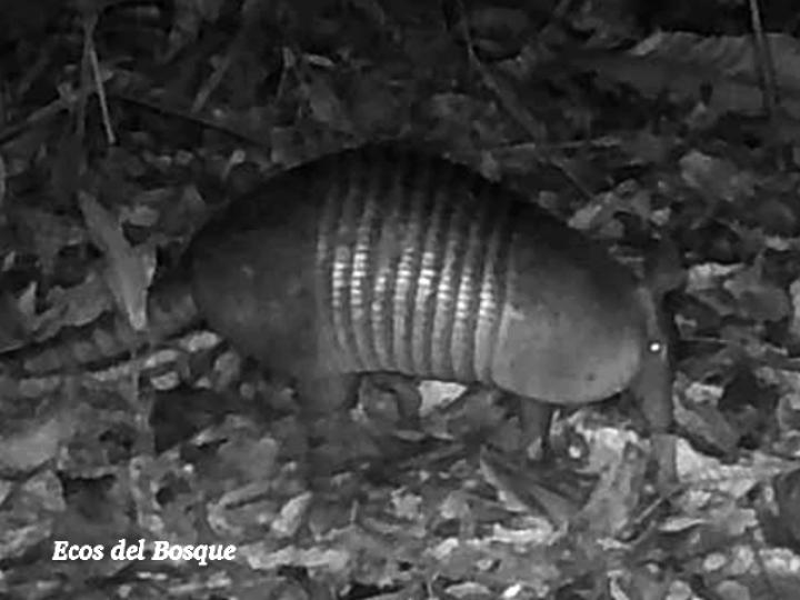 Armadillo, cusuco