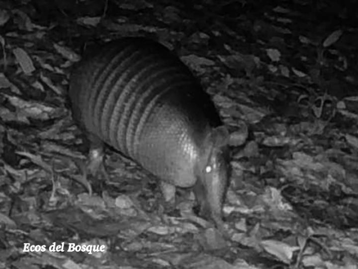 Armadillo, cusuco