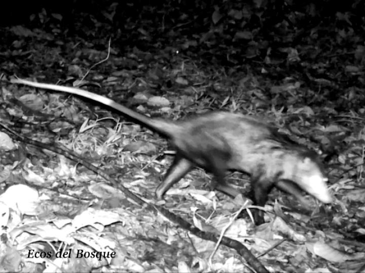 Didelphis marsupialis (Zorro pelón)